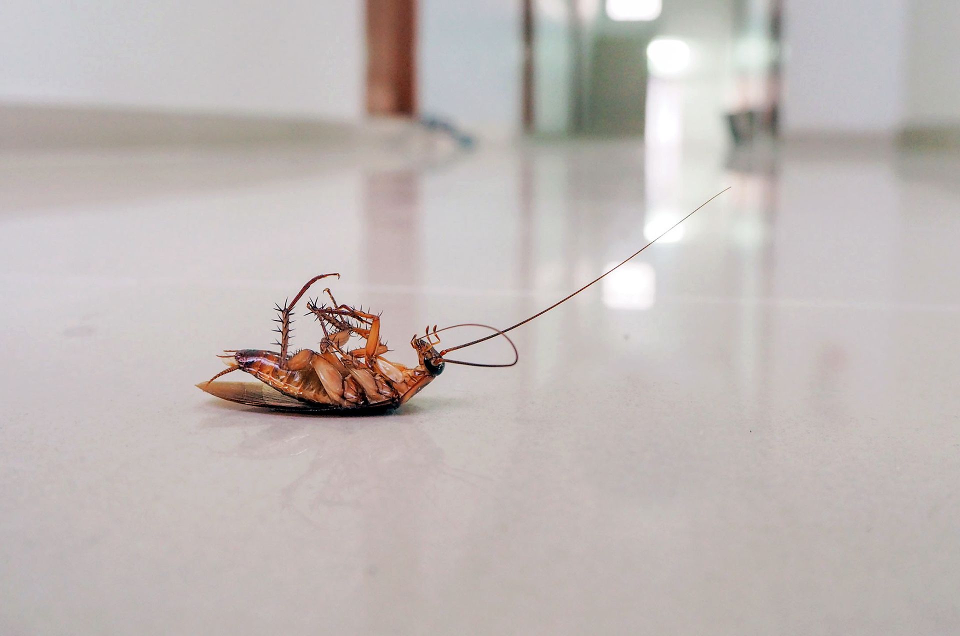 Pest and Bug Control DFW Bug Dallas, TX