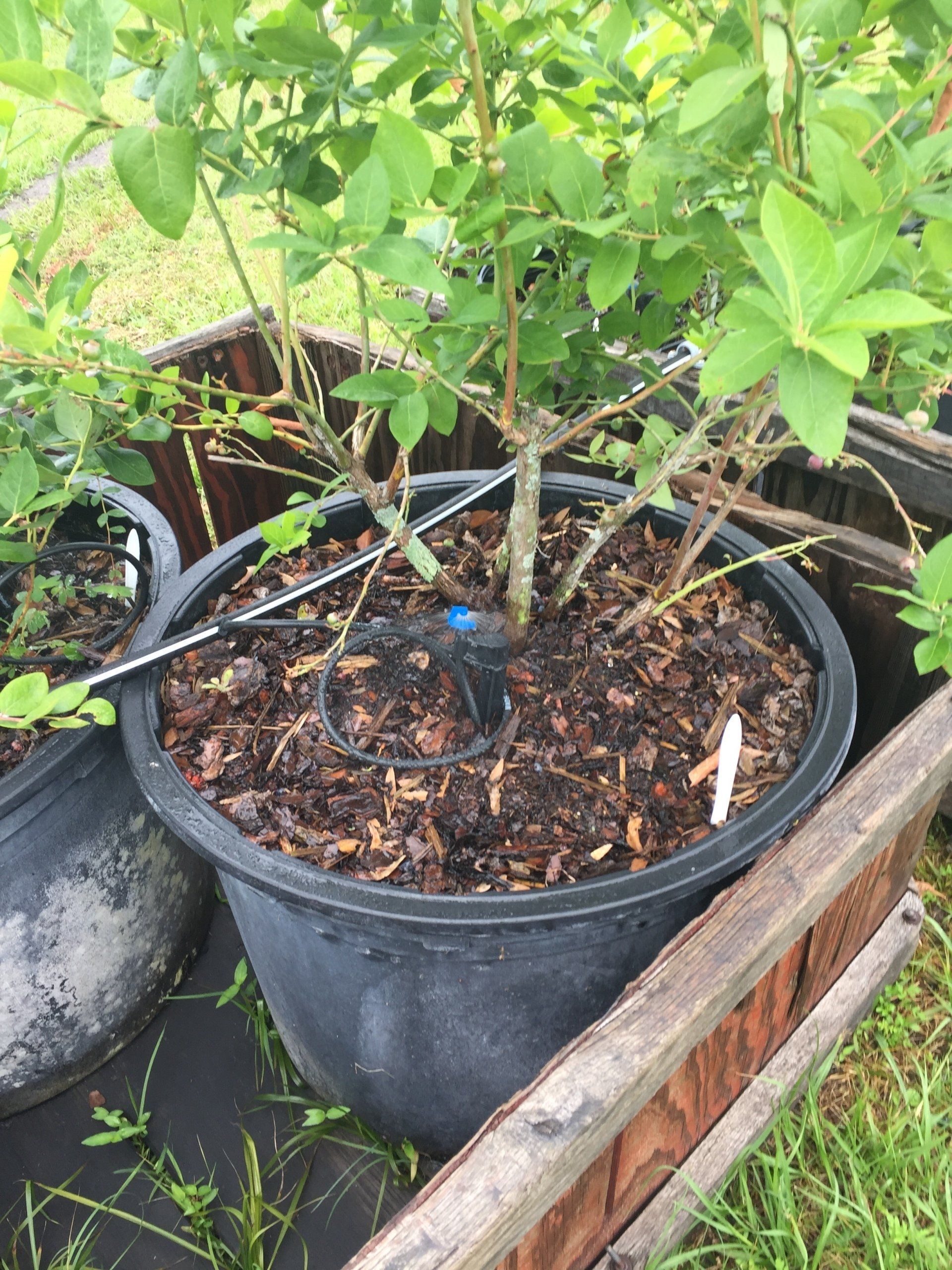 Drip Irrigation