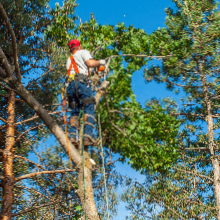 Best Gear for Tree Climbing 