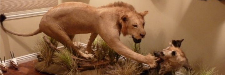 Lion and Hyena custom mount