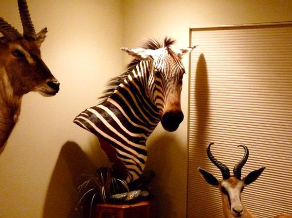 Zebras Head mounts