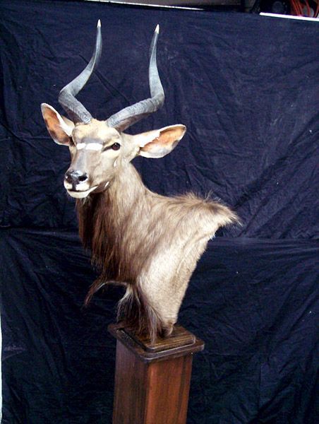 Deer headmount