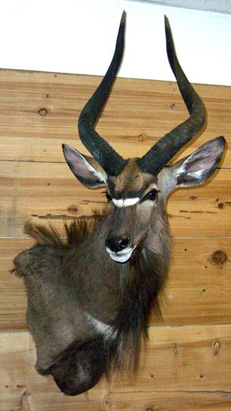 Deer headmount