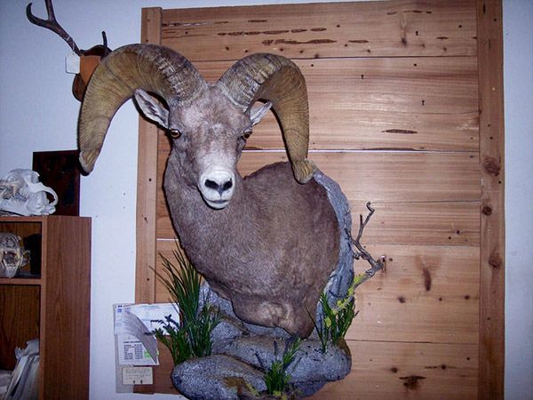 Deer Headmount