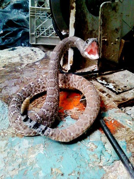 Rattlesnake