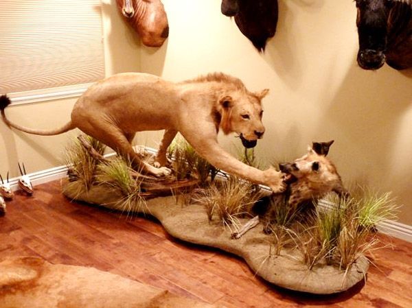 Lion and Hyena custom mount