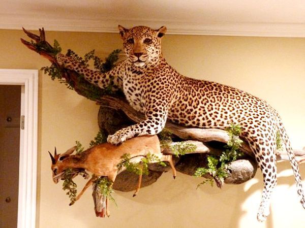 Cheetah Custom Mount