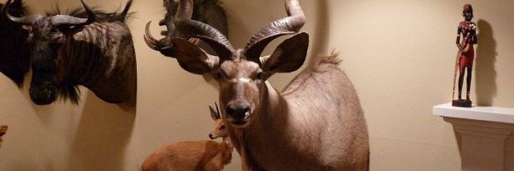 Deer Headmount