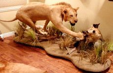 Lion and Hyena Custom Mount