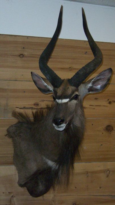 Nyala Head Mount