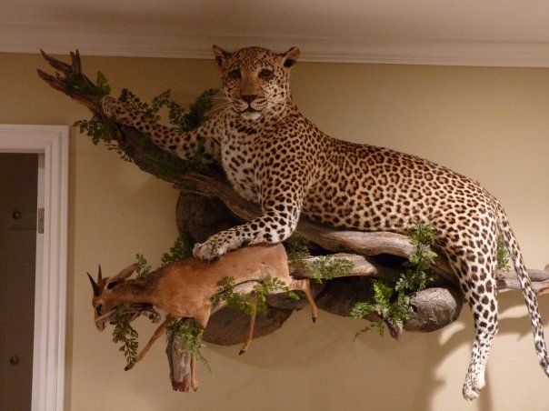 Cheetah Custom Mount