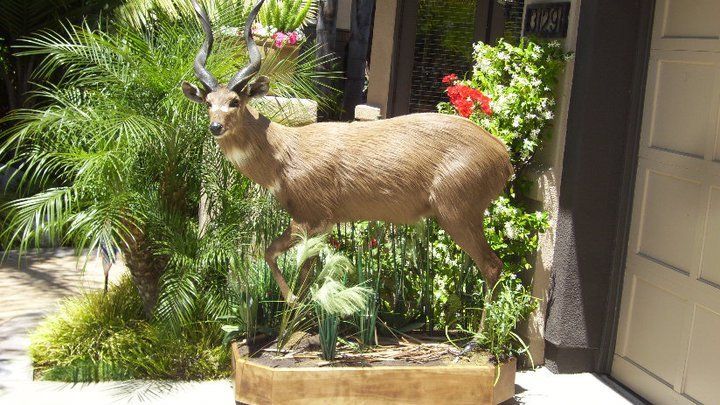 Sitatunga Life Size Mount