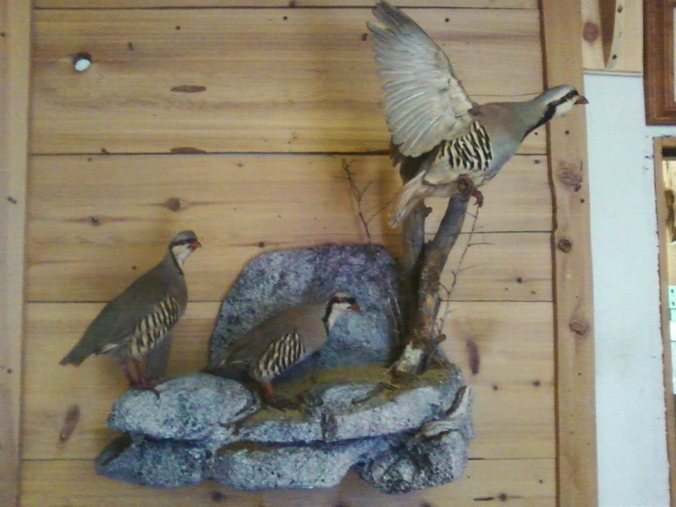 Birds Custom Mount