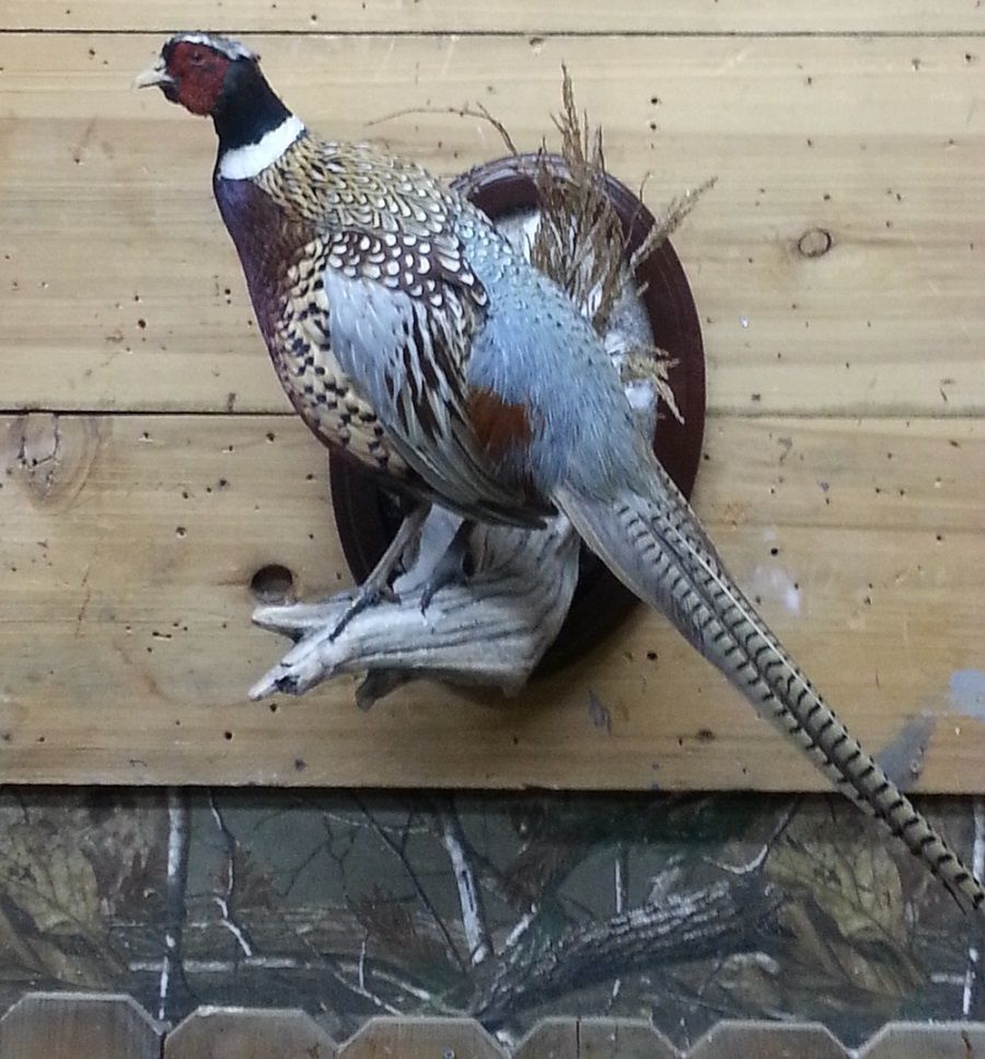 Trophy Room Taxidermy Photo Gallery | Riverside, CA