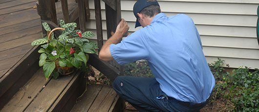 Pest inspections