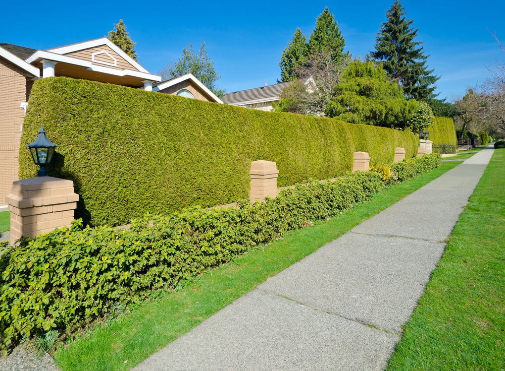 A paved sidewalk borders a lush green hedge and manicured lawn in front of a residential house on a sunny day.