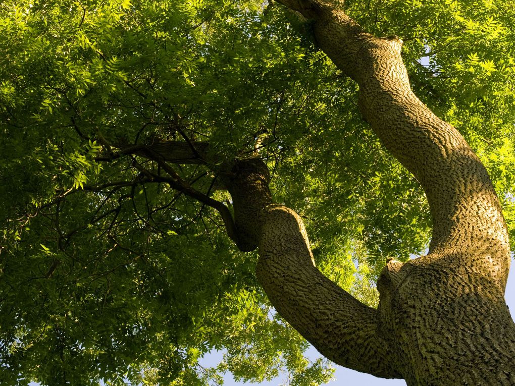 A low-angle view of a textured tree trunk splitting into two branches against a canopy of green leaves and bright sky.