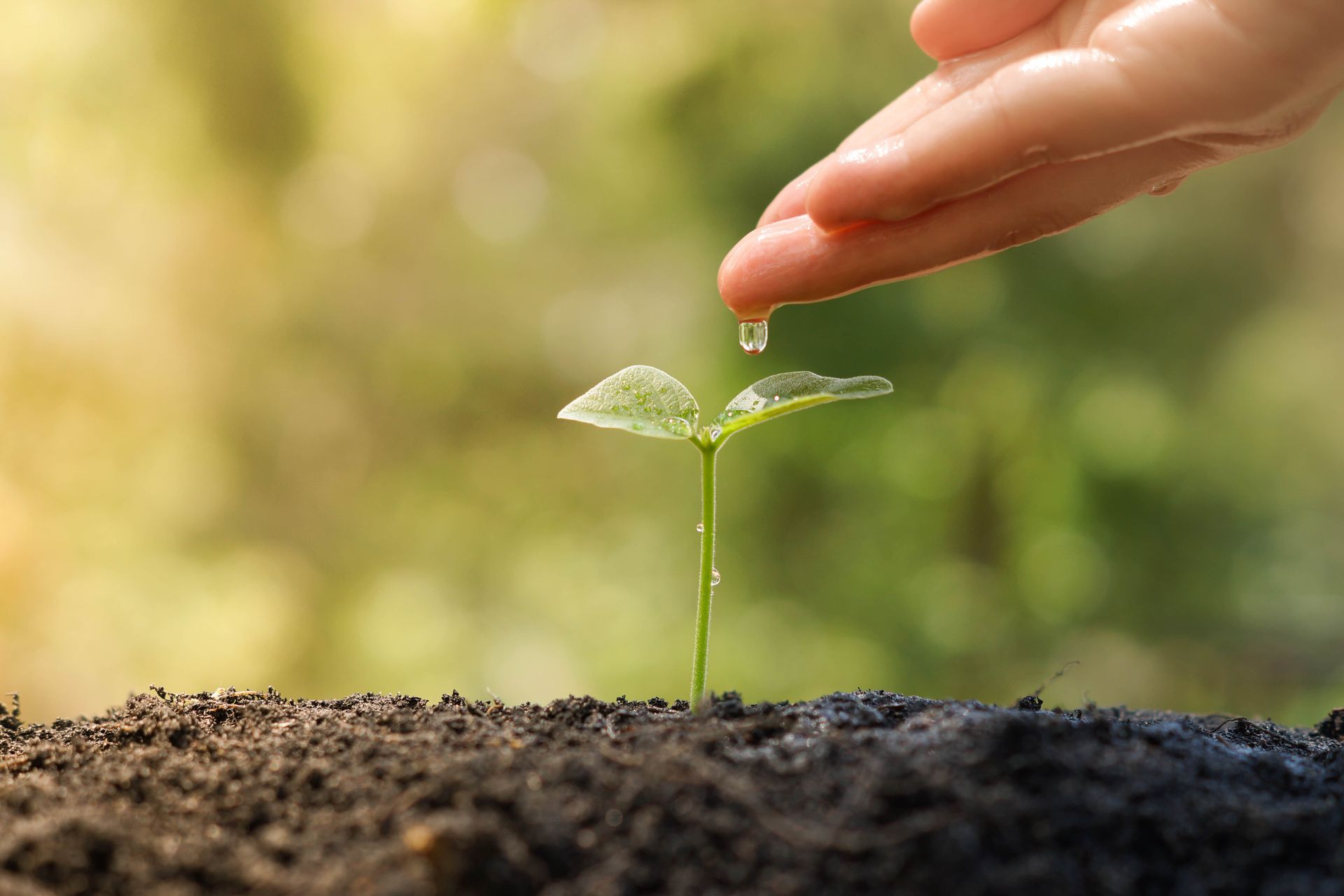 A hand carefully drips water onto a small, bright green seedling emerging from dark, rich soil in a sunlit garden.