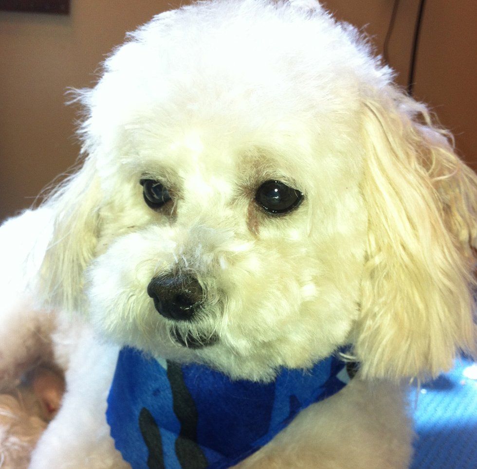 Clip N' Dip Pet Grooming Photo Gallery | Kennesaw, GA