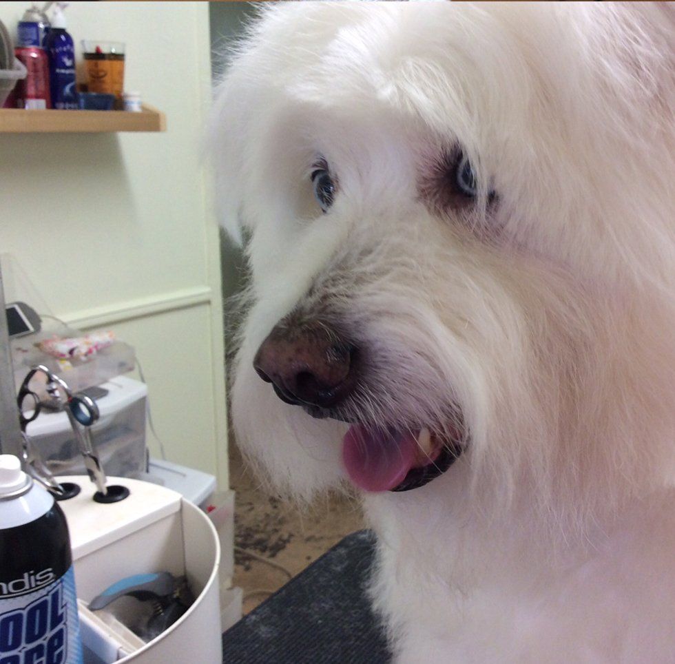 Clip N' Dip Pet Grooming Photo Gallery | Kennesaw, GA