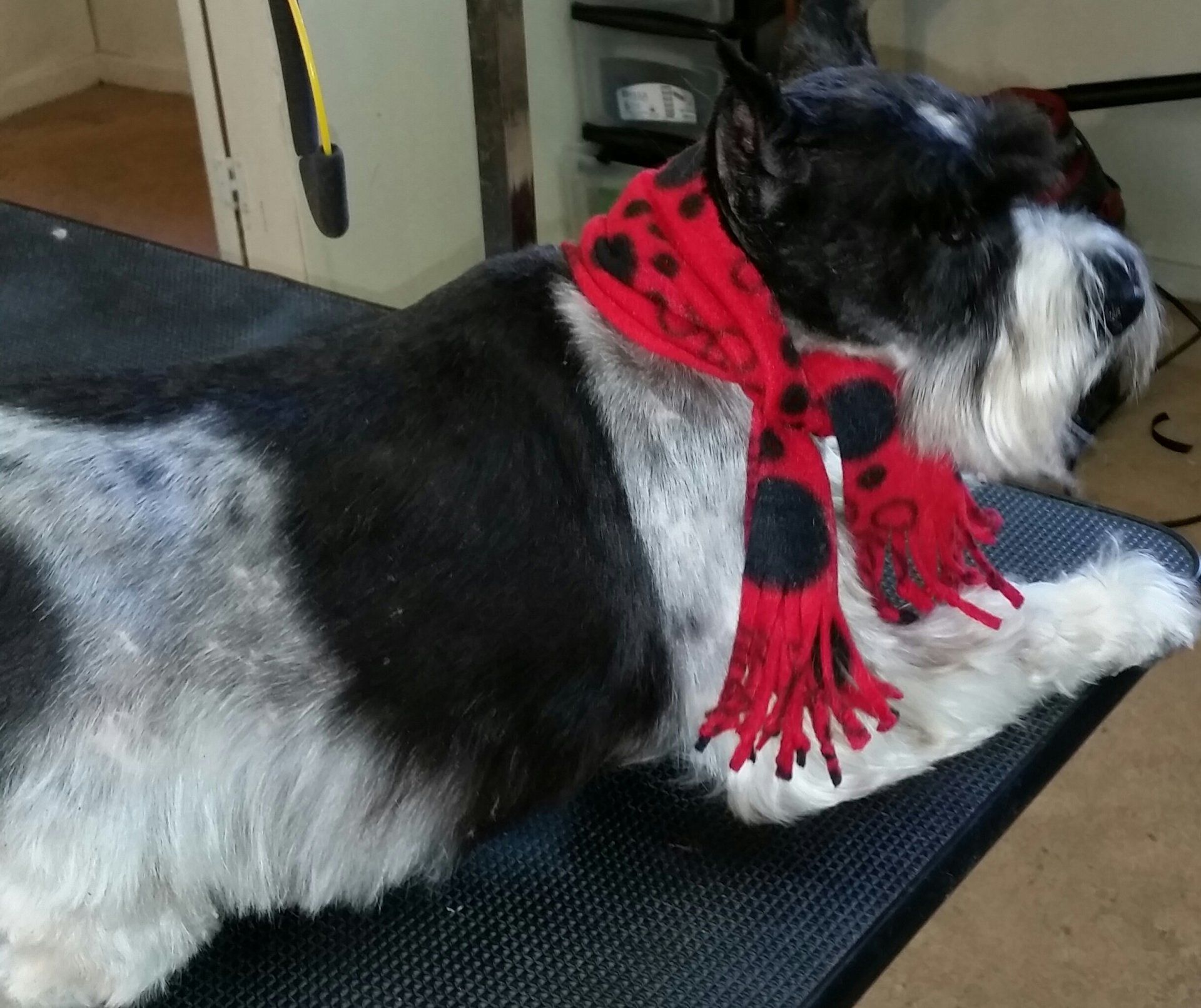 Clip N' Dip Pet Grooming Photo Gallery | Kennesaw, GA