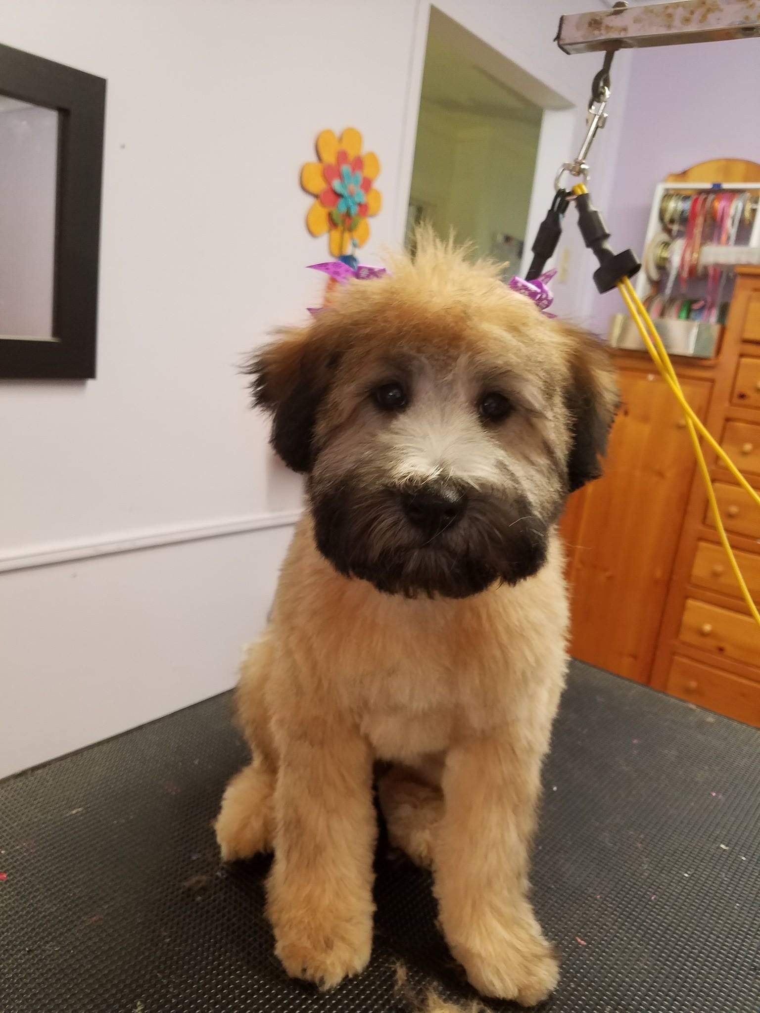 Clip N&rsquo; Dip Pet Grooming Photo Gallery | Kennesaw, GA