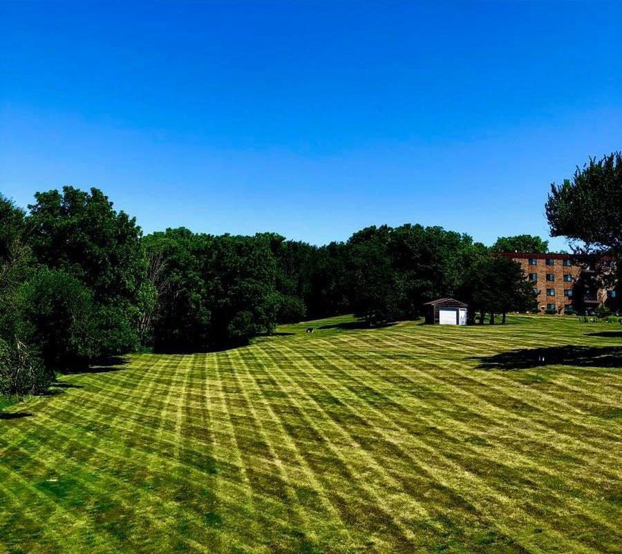 Lush green lawn with striped mowing pattern under a clear blue sky, trees and buildings in the background.