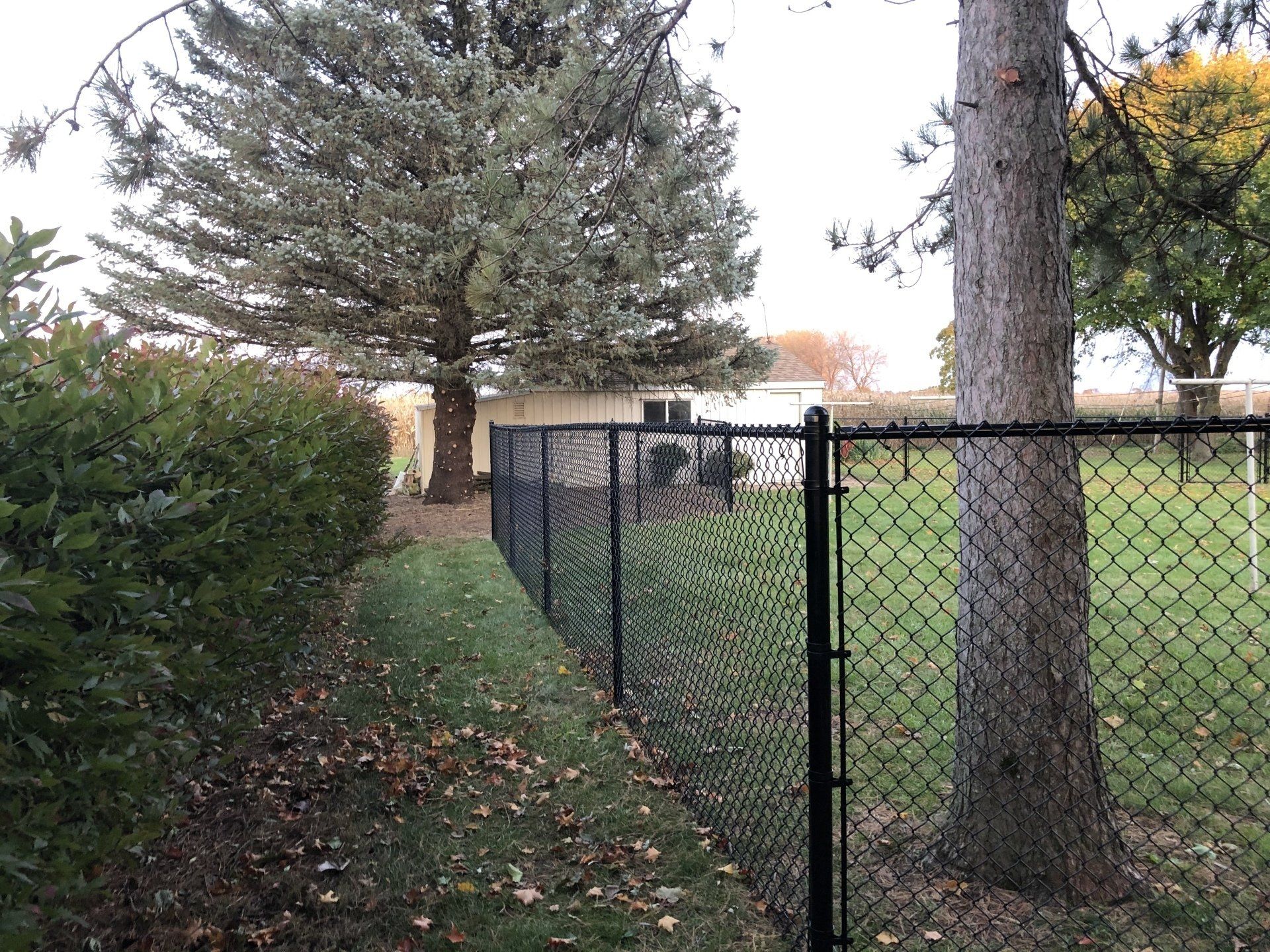 A chain link fence surrounds a yard with trees and bushes.