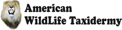 American WildLife Taxidermy - Logo