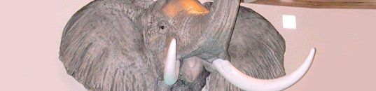 Elephant head
