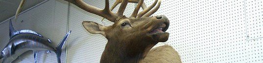 Deer Head