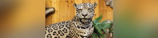Taxidermy