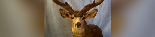 Deer Head