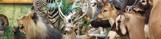 African animals