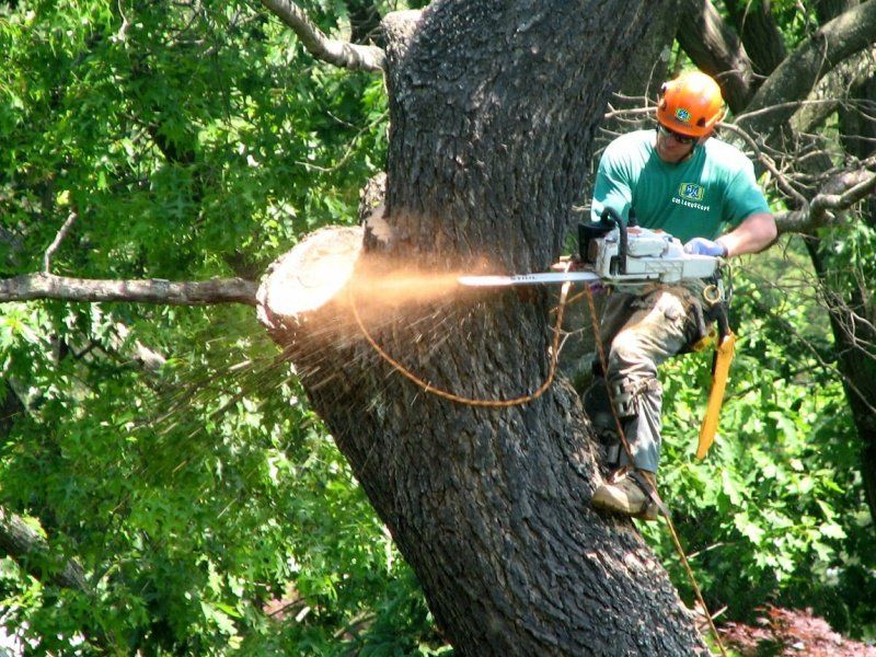 Tree care services