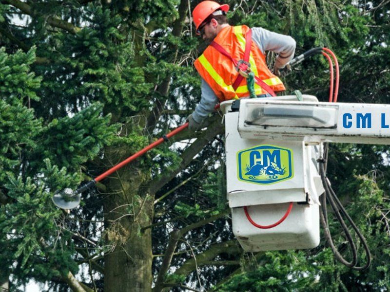 Tree care services