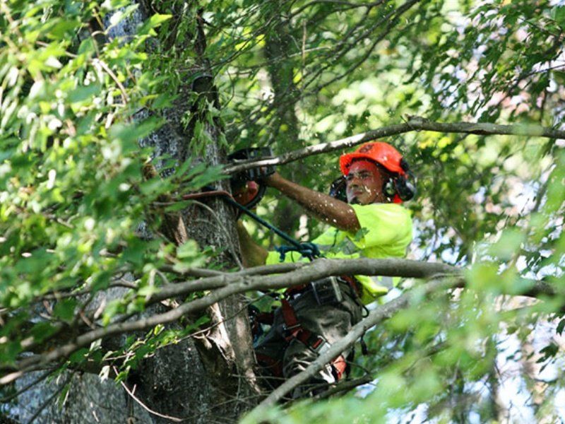 Tree care services