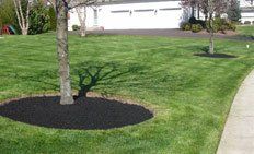 Two trees in a grassy front yard, each surrounded by a circular bed of dark mulch, with a house and driveway in the back.