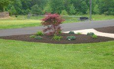 A small red Japanese maple tree sits in a mulched garden bed alongside a paved driveway in a grassy lawn.