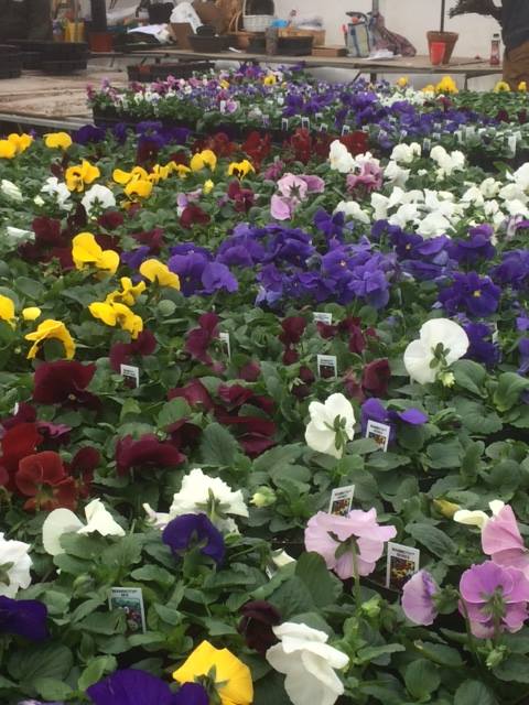 Different kinds of flowers