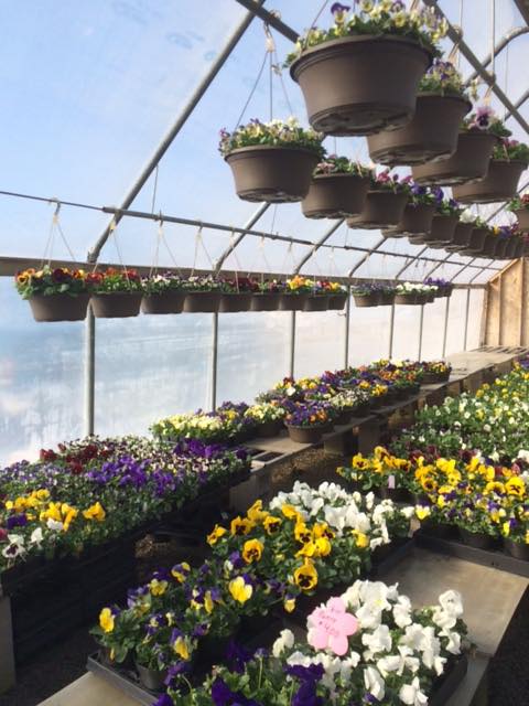 Flower nursery