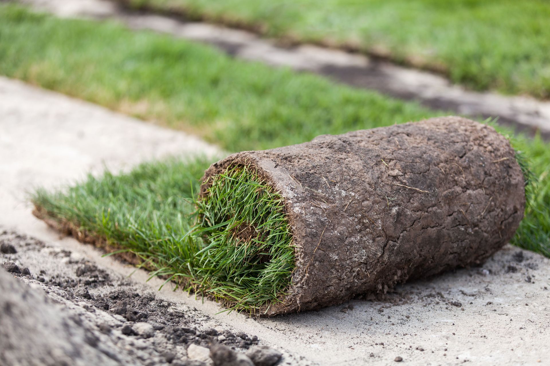 Roll of sod, unrolled on a concrete surface, with lines of freshly laid sod in the background.