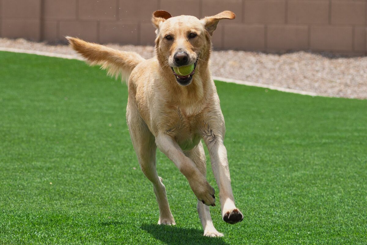Yellow Labrador running across green turf, holding a yellow ball in its mouth.