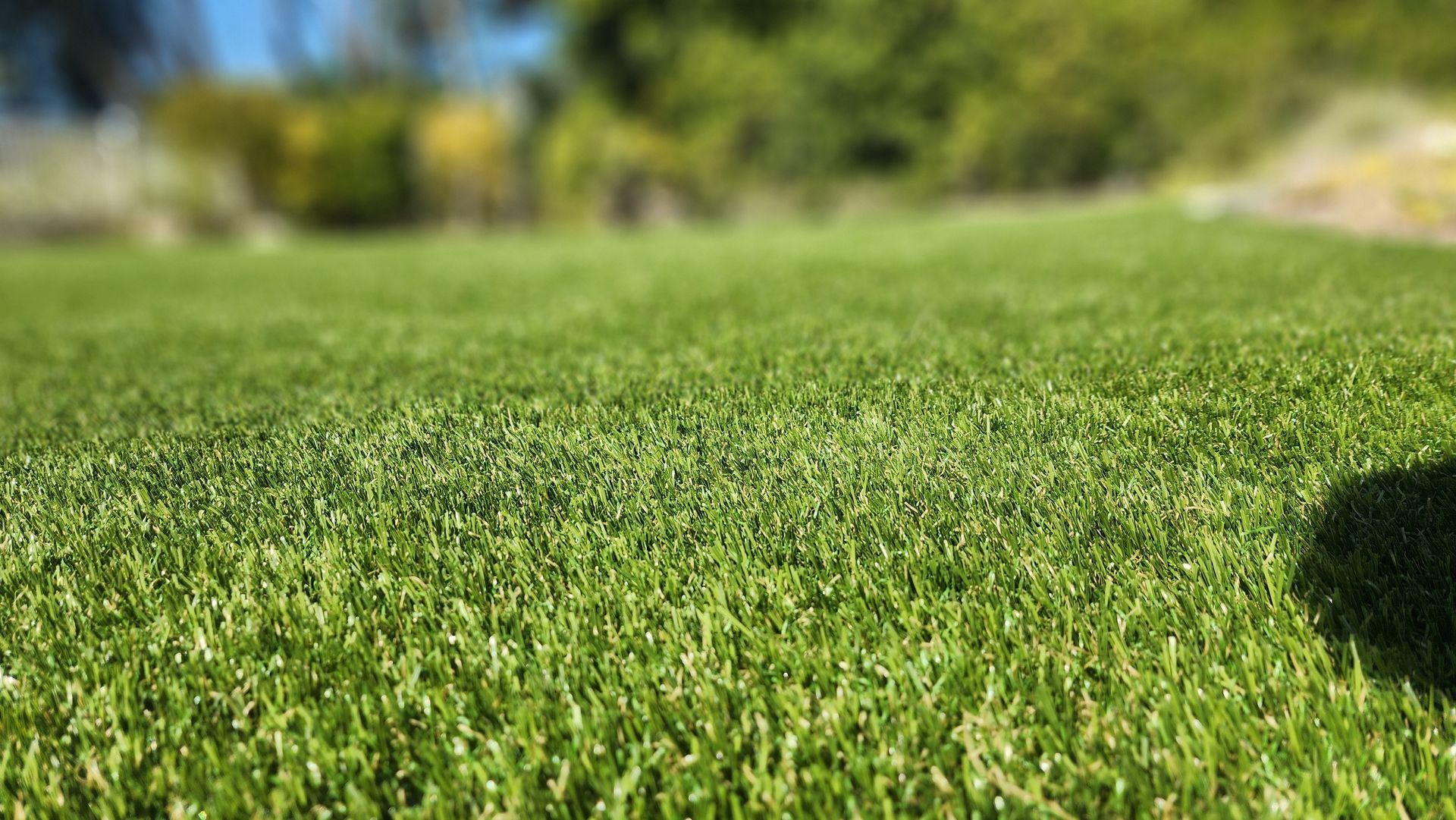 Green lawn with blurred background, sunny day.