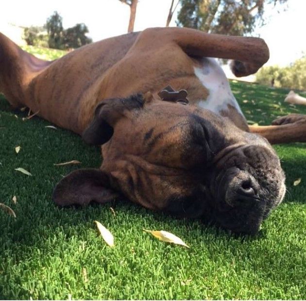 Boxer dog lying on its back on green grass, looking relaxed.