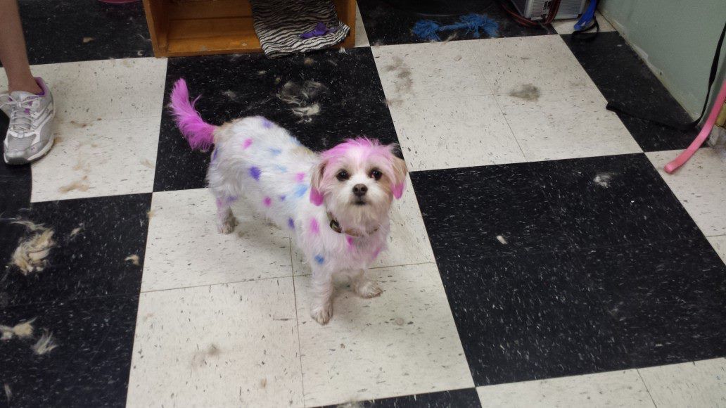 Empire Pets Grooming Boutique and Salon