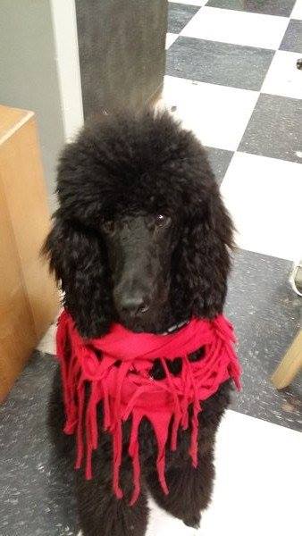 Empire Pets Grooming Boutique and Salon