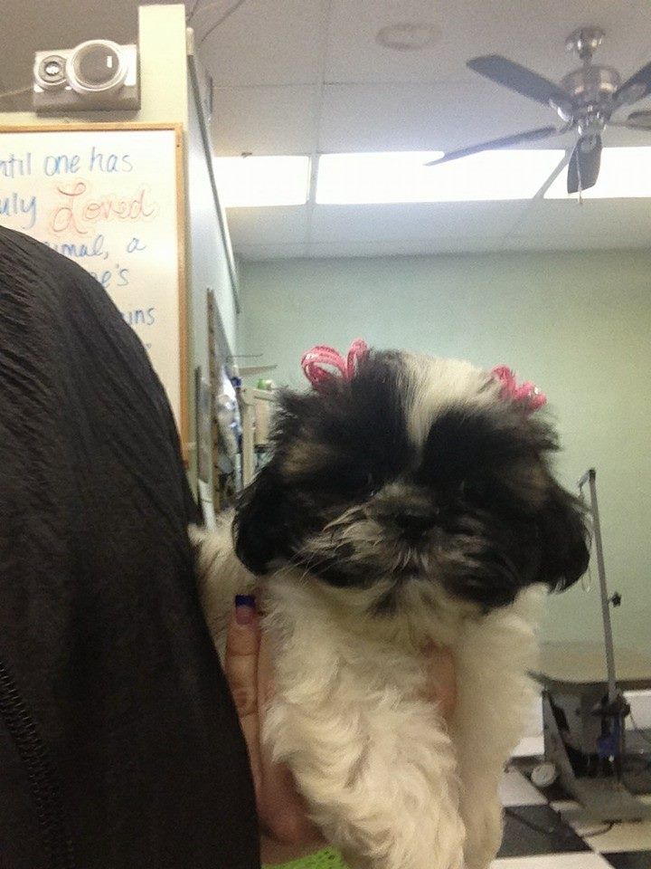 Empire Pets Grooming Boutique and Salon