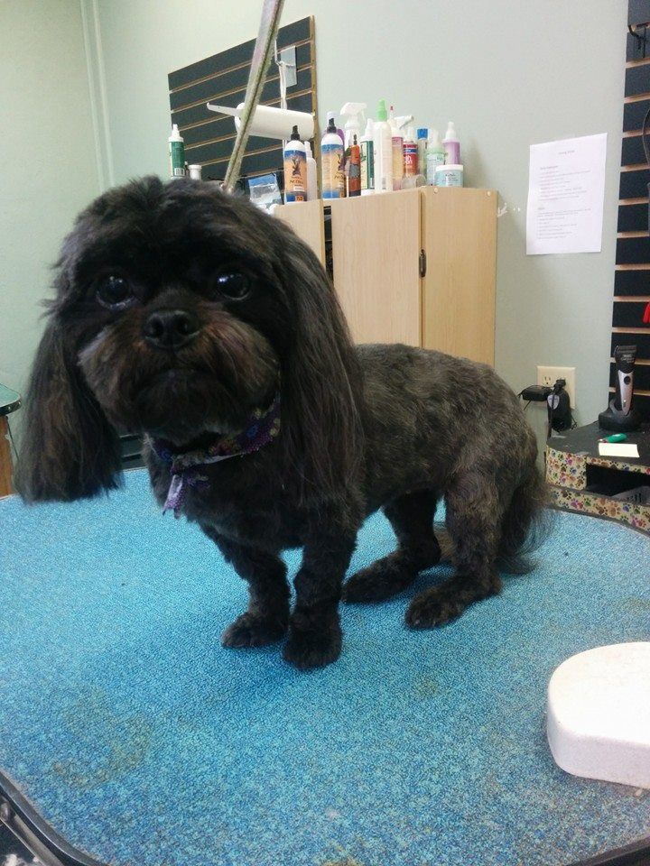 Empire Pets Grooming Boutique and Salon