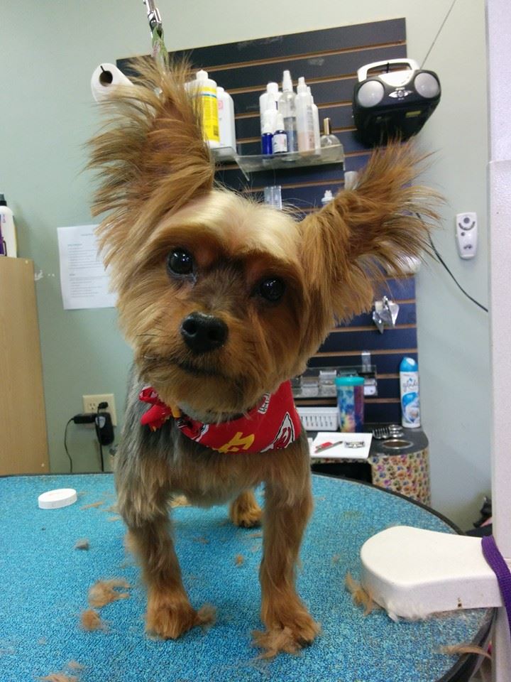 Empire Pets Grooming Boutique and Salon